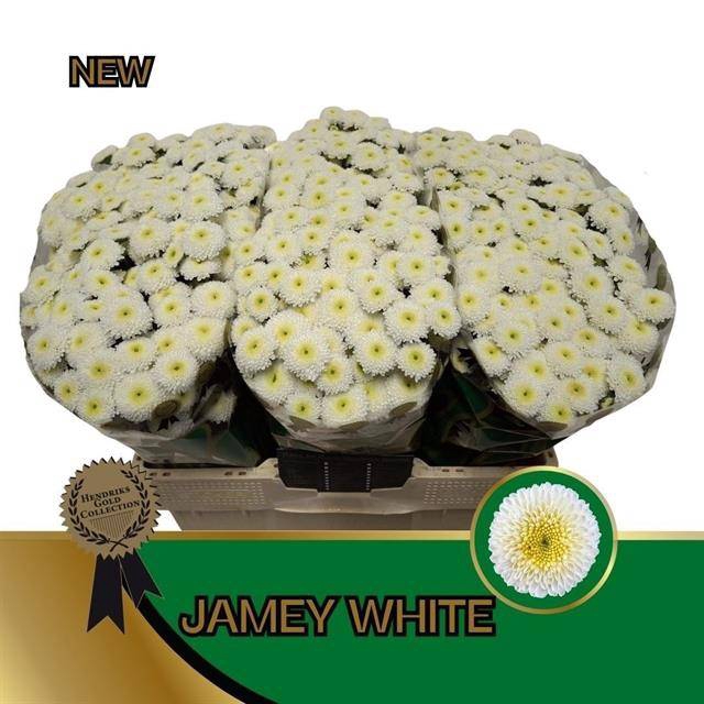 <h4>Chr S Jamey White</h4>