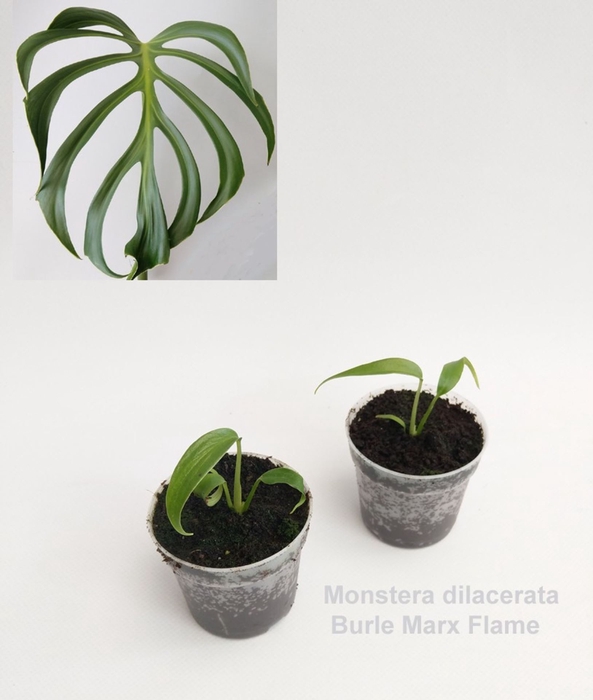 Monstera