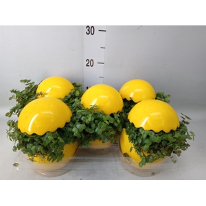 Arr.   Kamerplant Groen L%