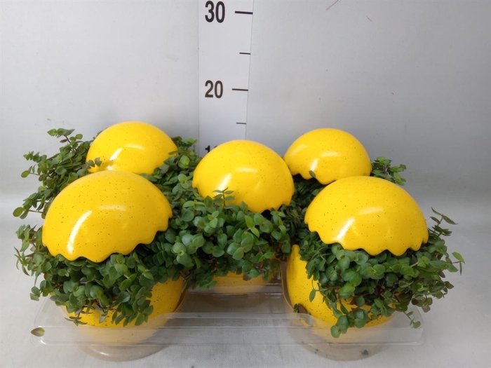 <h4>Arr. Kamerplant Groen L%</h4>