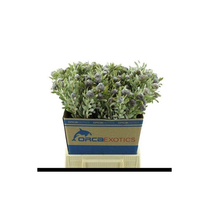 <h4>Kaaps Pubescens</h4>