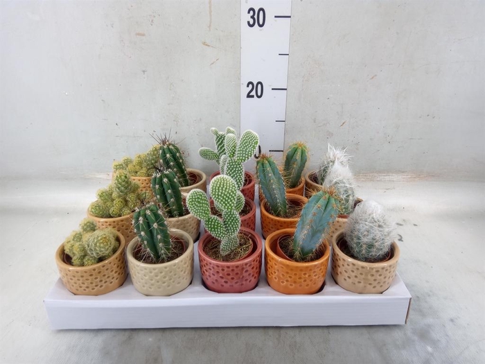 <h4>Cactus   ...</h4>