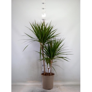 Dracaena marg.
