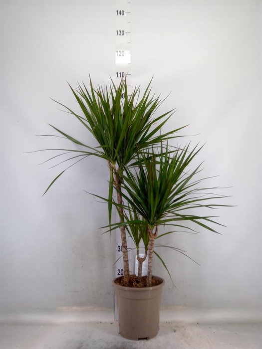 <h4>Dracaena marg.</h4>