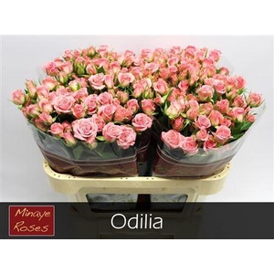 R Tr Odilia