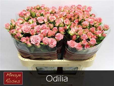 <h4>R Tr Odilia</h4>