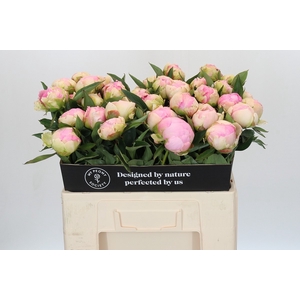 Paeonia Pink Giant