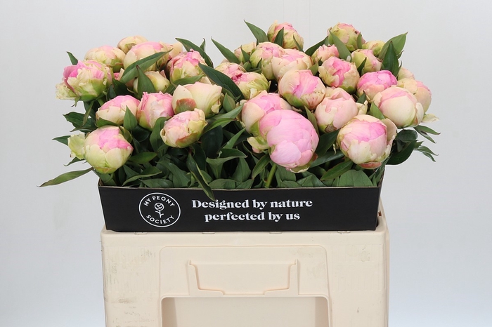 <h4>Paeonia Pink Giant</h4>