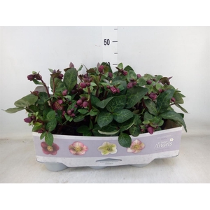 Helleborus  'Fkiss Vibey Velve'