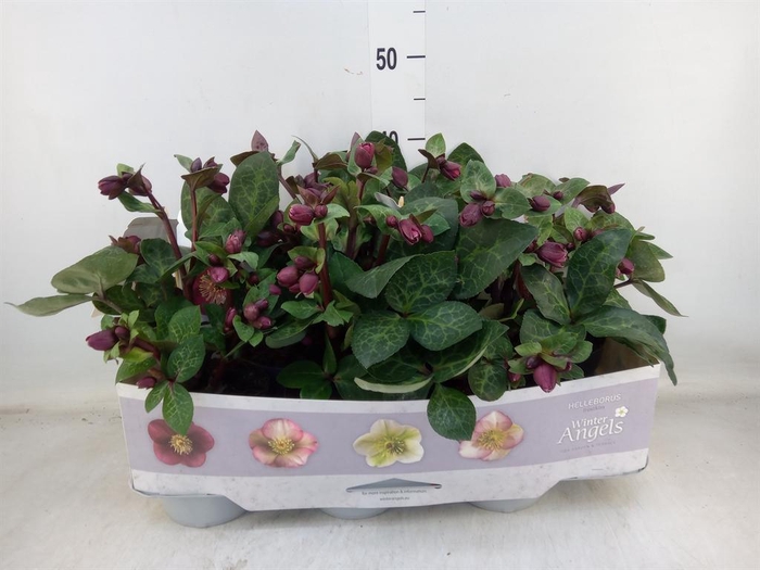 <h4>Helleborus  'Fkiss Vibey Velve'</h4>