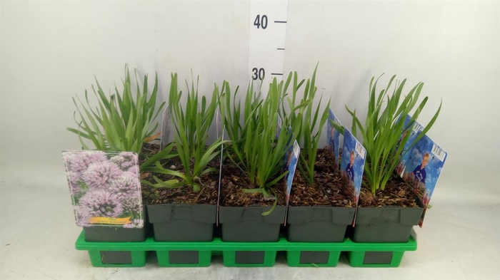 <h4>Allium senescens</h4>