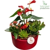 AT004 Stella Red