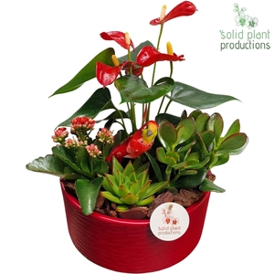 AT004 Stella Red