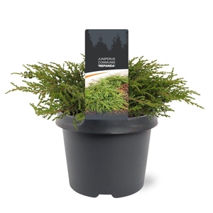 Juniperus communis Repanda
