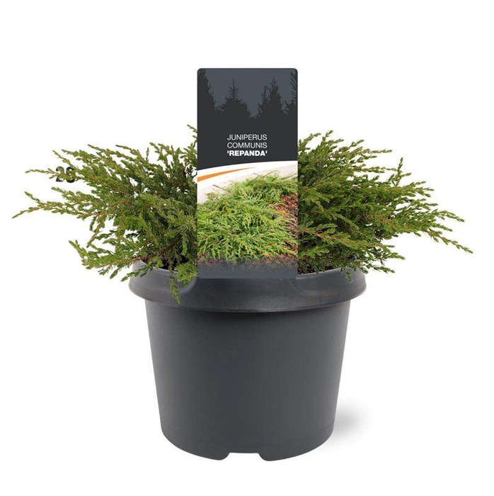 <h4>Juniperus communis Repanda</h4>