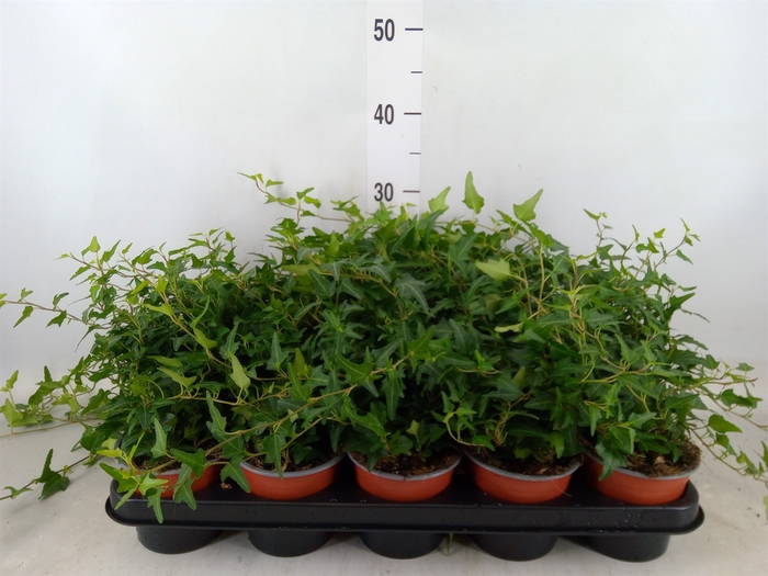 <h4>Hedera helix   ...</h4>