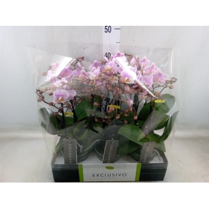 Phalaenopsis multi.   ...rose