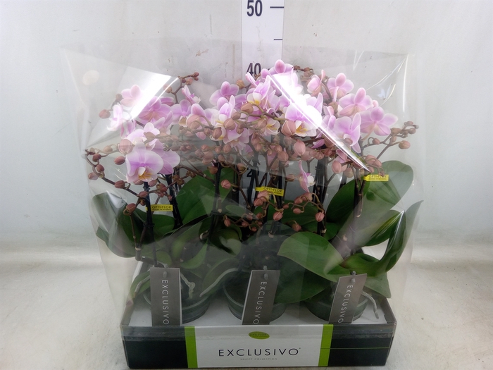 <h4>Phalaenopsis multi.   ...rose</h4>