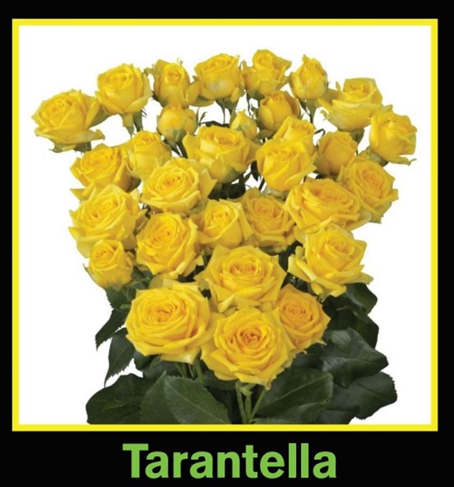 R Tr Spray Tarantella
