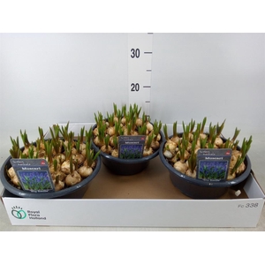 Muscari  'Big Smile'