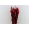 Dried Avena X5 Red Bunch