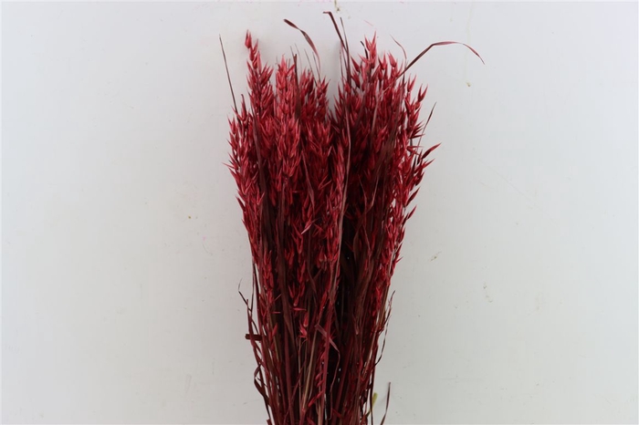 Dried Avena X5 Red Bunch