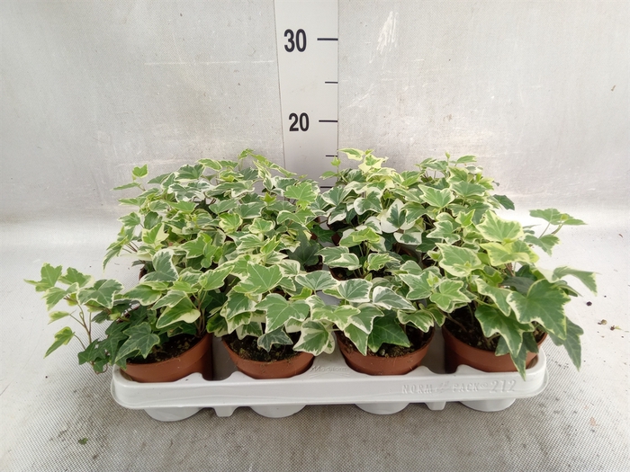 <h4>Hedera helix 'Eva'</h4>