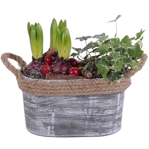 Winter Arr. Hyacint Zinc Pot Oval Rope Ø23cm 4PP