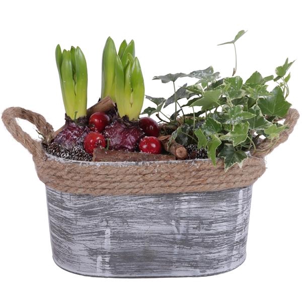 <h4>Winter Arr. Hyacint Zinc Pot Oval Rope Ø23cm 4PP</h4>