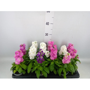 Matthiola incana   ...