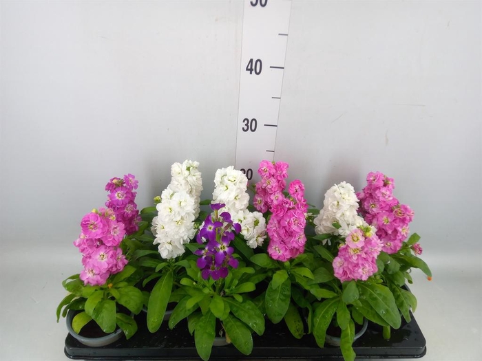 <h4>Matthiola incana ...</h4>