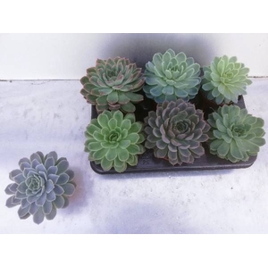 ECHEVERIA MIX P11