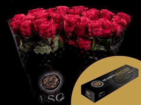 <h4>R Gr Exotix Berry Box</h4>