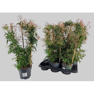 JASM POLYANTHUM WIT