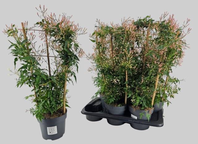 <h4>JASM POLYANTHUM WIT</h4>