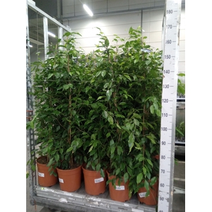 Ficus benja. 'Exotica'