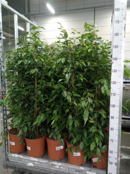 <h4>Ficus benja. 'Exotica'</h4>