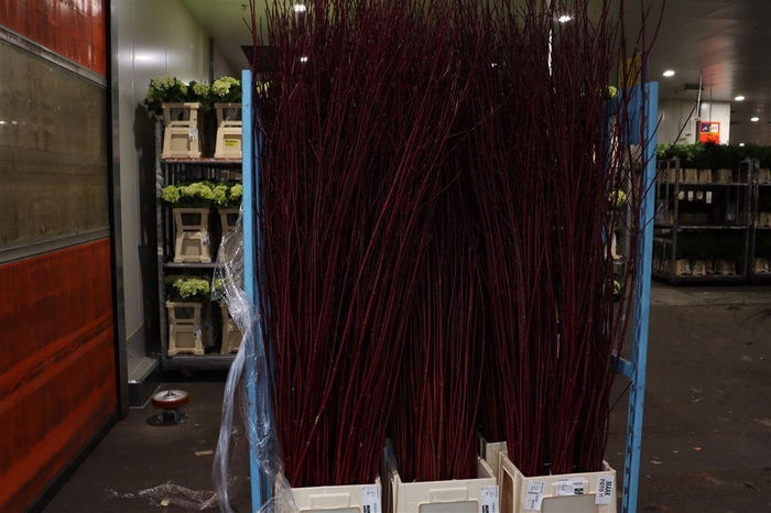 Cornus Alba Sibirica