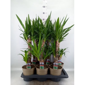 Yucca   ...
