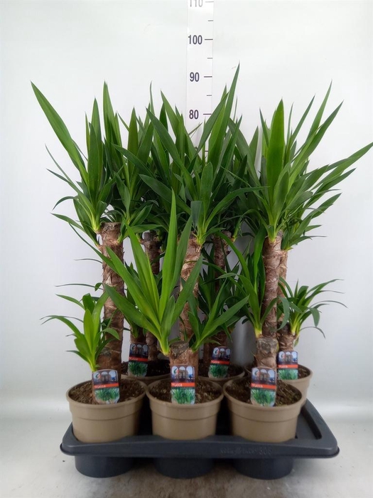 <h4>Yucca   ...</h4>