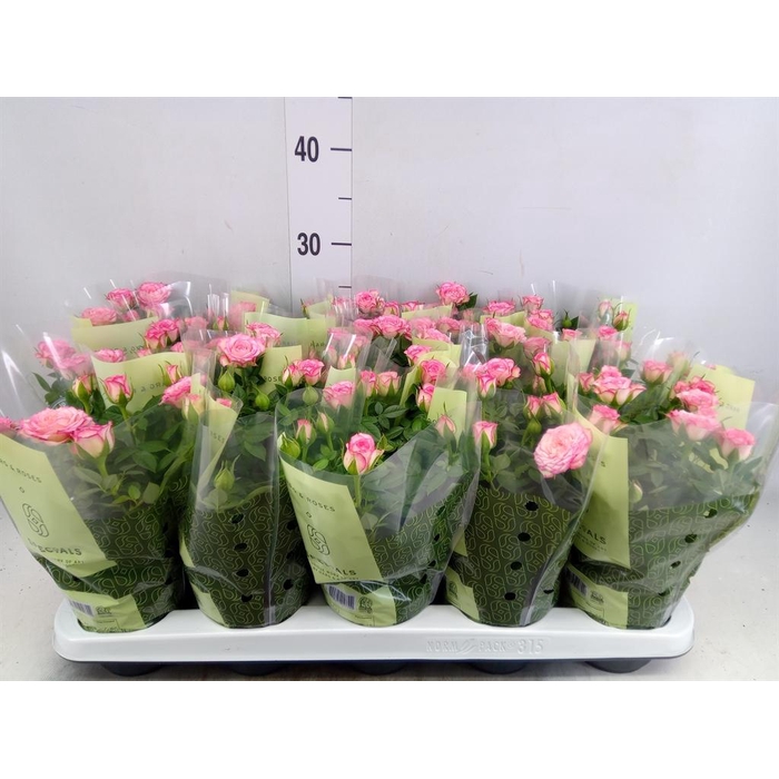 <h4>Rosa  'Carousel Kordana'</h4>