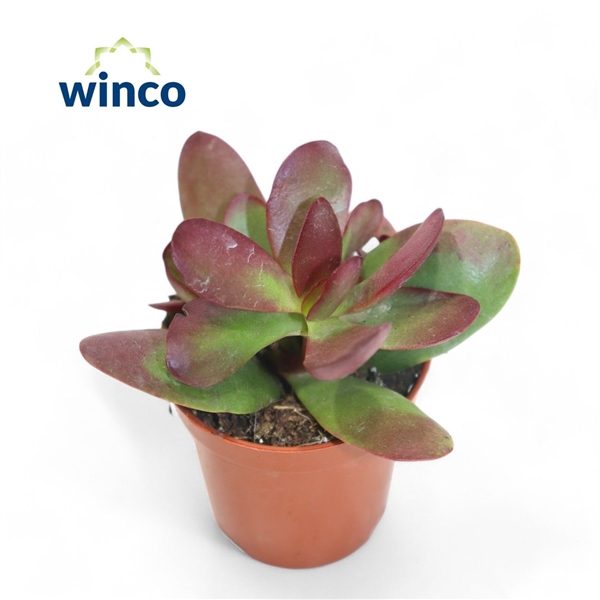 <h4>Crassula Platyphylla Bourgundy</h4>
