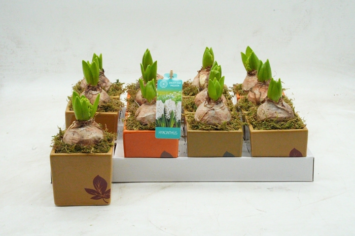 <h4>ARR HYACINTH</h4>