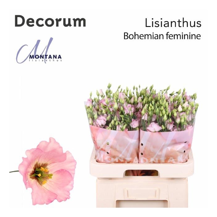 <h4>Eus E Bohemian Femin</h4>