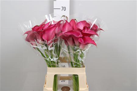 <h4>Zant Pink Jewel</h4>