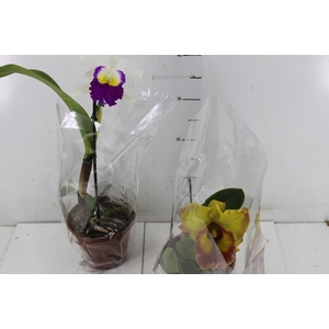 ORQUIDEA CATTLEYA P15