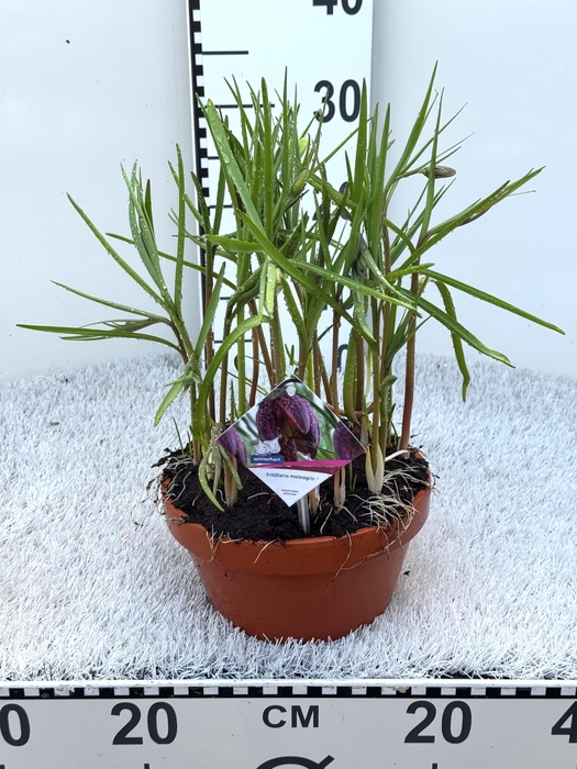 <h4>FRIT MELEAGRIS</h4>