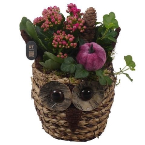 PTHI3311 Arrangement Autumn Indoor in rieten mand in uil vorm