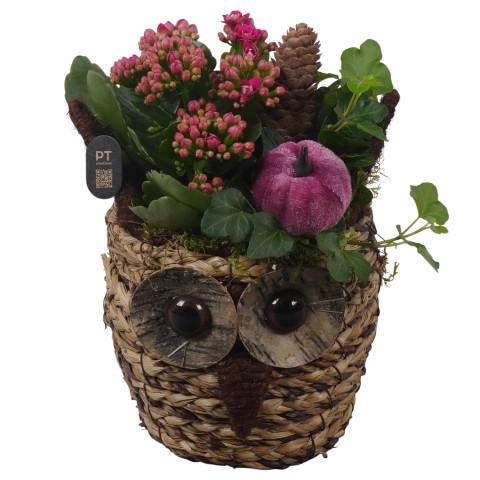 <h4>PTHI3311 Arrangement Autumn Indoor in rieten mand in uil vorm</h4>