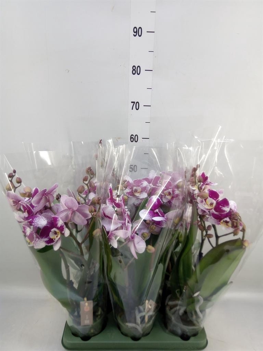 <h4>Phalaenopsis   ...red</h4>